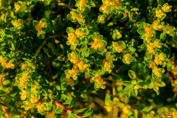 BRAHMI BENEFITS: BOOST YOUR BRAIN NATURALLY