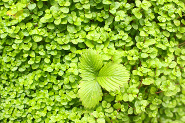 FOCUS, MEMORY & CALM: UNLOCKING BRAHMI’S POTENTIAL